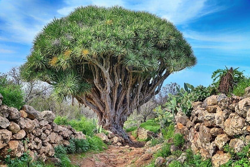 Drago, La Palma Drago, La Palma
