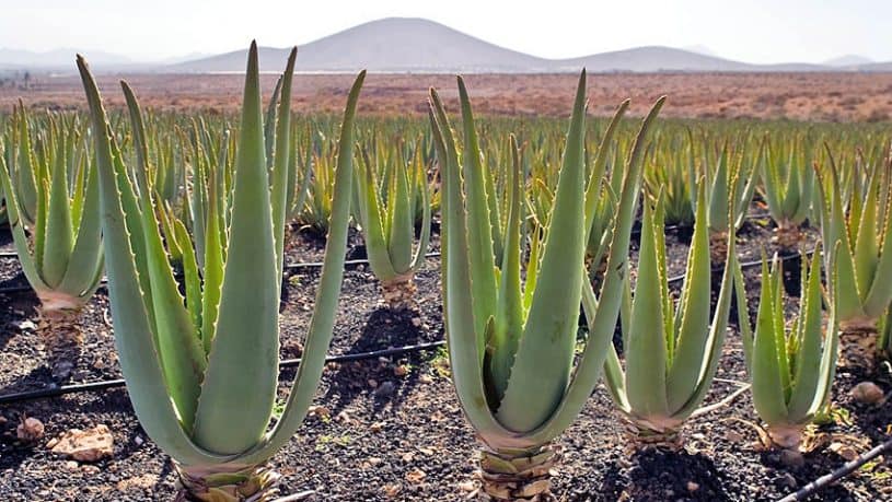 Aloe Vera en las Islas Canarias